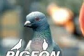 鸽子模拟器3logo图