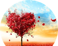 爱枫英语学习logo图