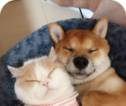 萌趣猫狗翻译器logo图