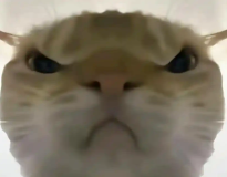 三角洲寻宝鼠图标