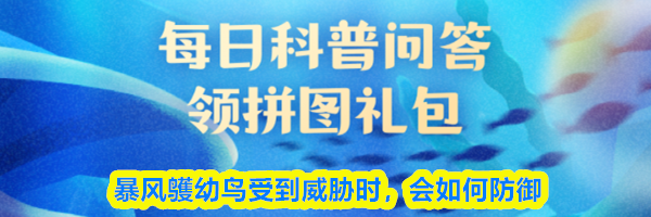 暴风鹱幼鸟受到威胁时会如何防御