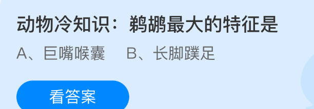 动物冷知识鹈鹕最大的特征是