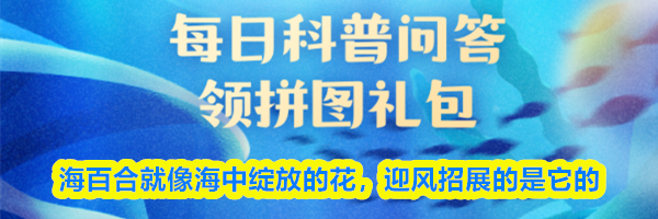 海百合就像海中绽放的花,迎风招展的是它的