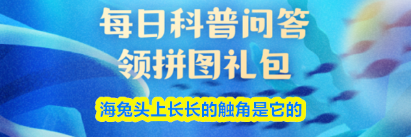 海兔头上长长的触角是它的