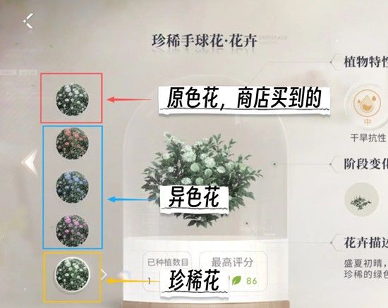 《恋与深空》全新家园懒人法培育花攻略