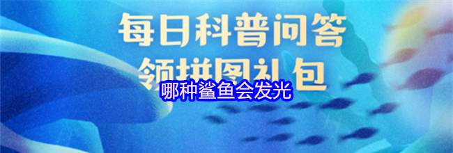 哪种鲨鱼会发光