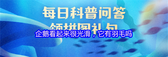 企鹅看起来很光滑，它有羽毛吗
