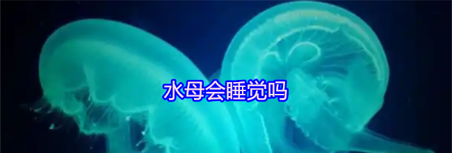 水母会睡觉吗