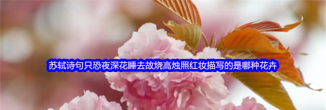 苏轼诗句只恐夜深花睡去故烧高烛照红妆描写的是哪种花卉