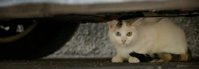 天气寒冷时猫咪常躲在汽车引擎盖下取暖驾车前如何操作更安全