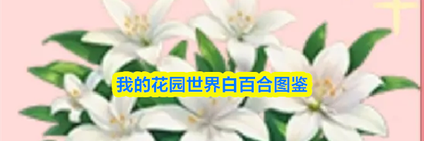 我的花园世界白百合图鉴