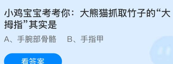小鸡宝宝考考你：大熊猫抓取竹子的大拇指其实是