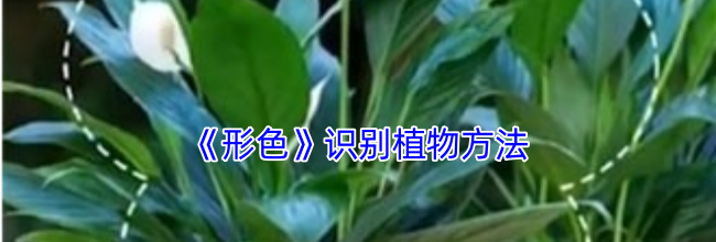《形色》识别植物方法