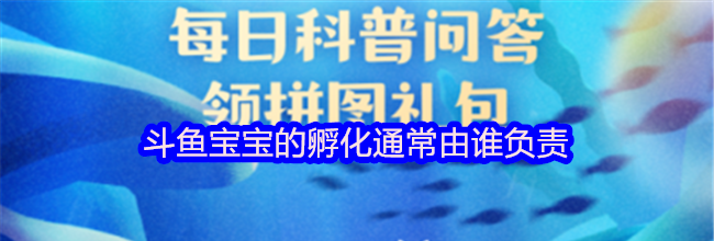 斗鱼宝宝的孵化通常由谁负责