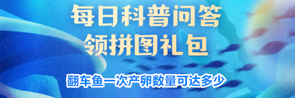 翻车鱼一次产卵数量可达多少