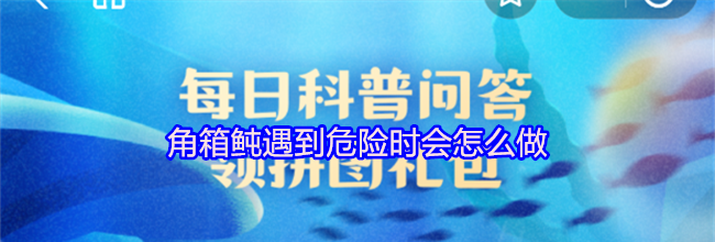 角箱鲀遇到危险时会怎么做