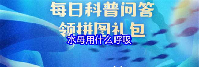 水母用什么呼吸