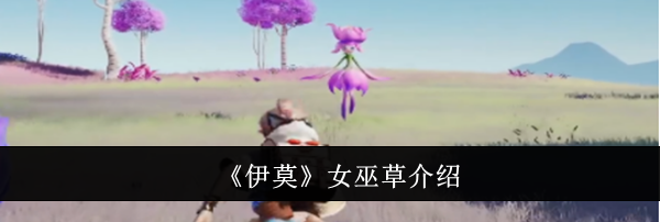 《伊莫》女巫草介绍