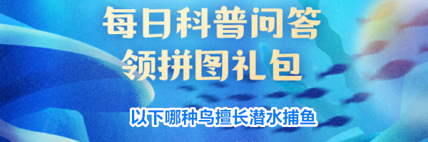 以下哪种鸟擅长潜水捕鱼